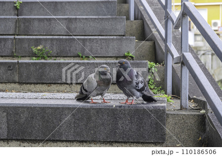 石段の鳩 石段の鳩 110186506