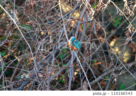 小魚を狙うカワセミ 小魚を狙うカワセミ 110186543