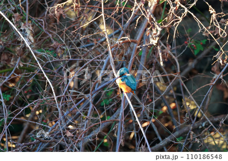 小魚を狙うカワセミ 110186548