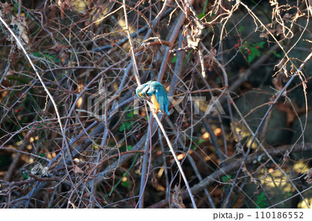 小魚を狙うカワセミ 110186552