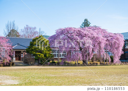 杵原学校の枝垂れ桜 110186553