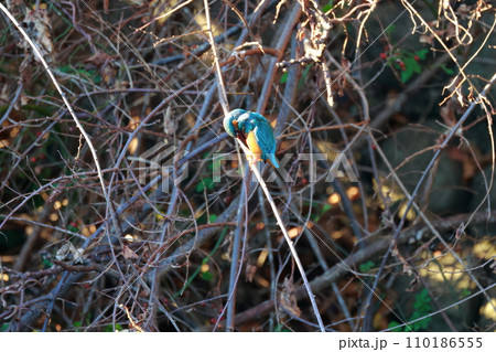 小魚を狙うカワセミ 小魚を狙うカワセミ 110186555