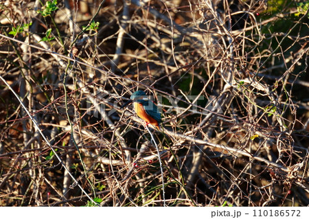 小魚を狙うカワセミ 110186572