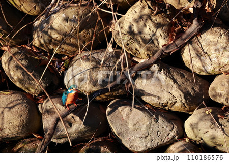 小魚を狙うカワセミ 110186576