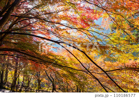 奥津渓の紅葉 奥津渓の紅葉 110186577