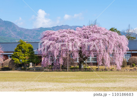 杵原学校の枝垂れ桜 110186683