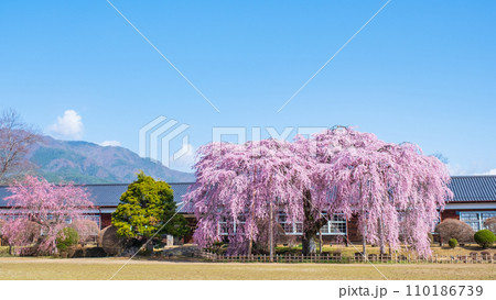 杵原学校の枝垂れ桜 110186739