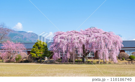 杵原学校の枝垂れ桜 110186740