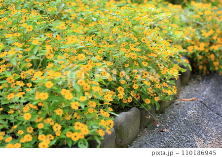 ジニアの花 110186945