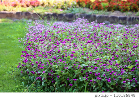 センニチコウの花 センニチコウの花 110186949