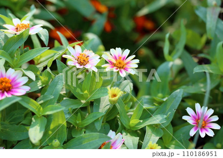 ジニアの花 110186951