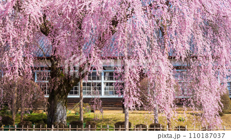 杵原学校の枝垂れ桜 110187037