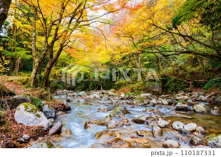 花貫渓谷の秋 花貫川と紅葉風景 (茨城県高萩市) 花貫渓谷の秋 花貫川と紅葉風景 (茨城県高萩市) 110187331