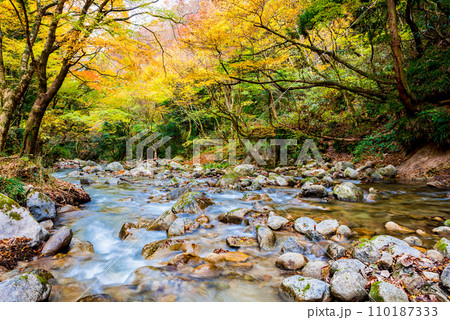 花貫渓谷の秋 花貫川と紅葉風景 （茨城県高萩市） 110187333