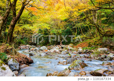 花貫渓谷の秋 花貫川と紅葉風景 （茨城県高萩市） 110187334