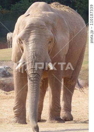 【山口県】秋吉台自然動物公園サファリランドのアフリカゾウ 【山口県】秋吉台自然動物公園サファリランドのアフリカゾウ 110187339