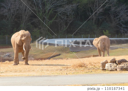 【山口県】秋吉台自然動物公園サファリランドのアフリカゾウ 【山口県】秋吉台自然動物公園サファリランドのアフリカゾウ 110187341