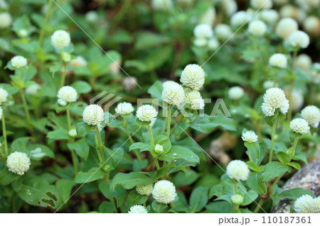 センニチコウの花 センニチコウの花 110187361