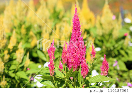 鮮やかケイトウの花 鮮やかケイトウの花 110187365