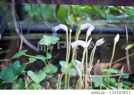 ナンバンギセルの花 110187651