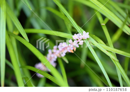 ヤブランの花 110187658