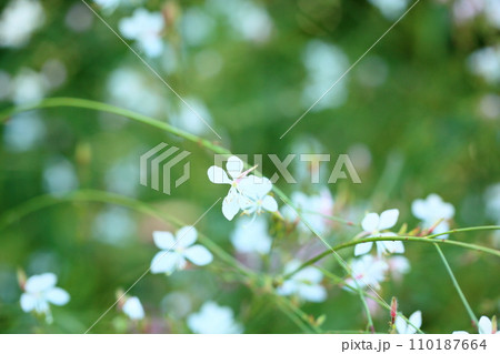 ガウラの花 ガウラの花 110187664