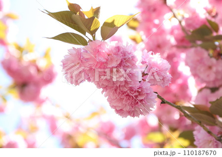 寂光院参道の八重桜 110187670