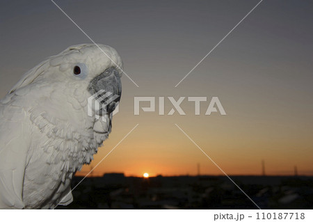 オウム　タイハクオウム　cockatoo　鳥　インコ　初日の出　元旦 110187718