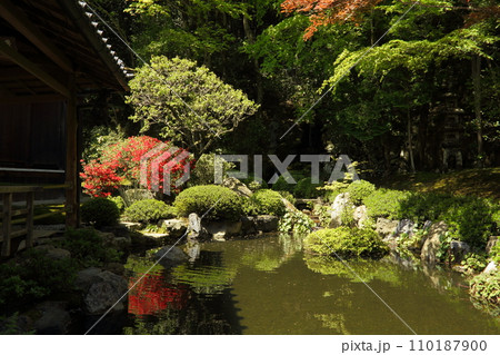 寂光院のキリシマツツジ 110187900