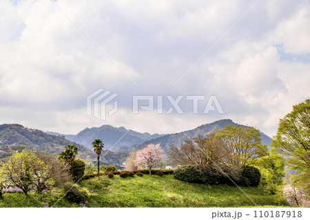 山間部に咲く桜の風景 山間部に咲く桜の風景 110187918