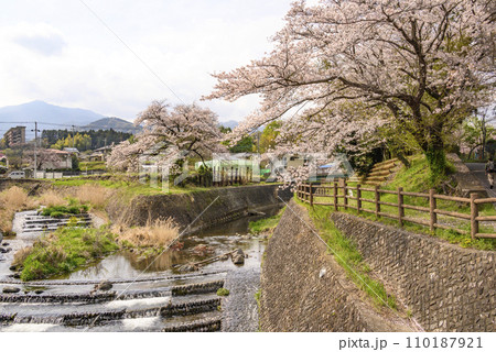 川沿いに咲く桜の大木の風景 川沿いに咲く桜の大木の風景 110187921