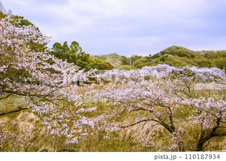 桜のある風景 110187934