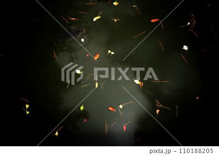 池の落ち葉 110188205