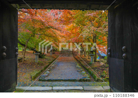 秋月の紅葉 秋月の紅葉 110188346