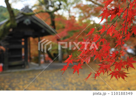秋月の紅葉 110188349
