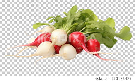 radish on the transparent background radish on the transparent background 110188473