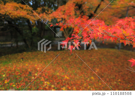 秋月の紅葉 110188508