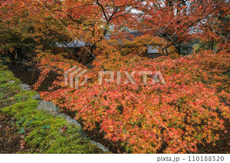 秋月の紅葉 秋月の紅葉 110188520