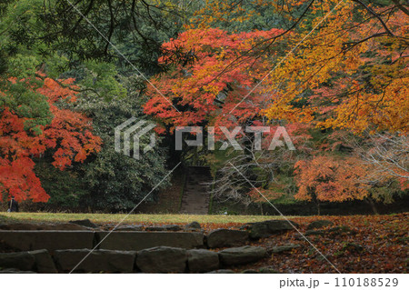 秋月の紅葉 秋月の紅葉 110188529