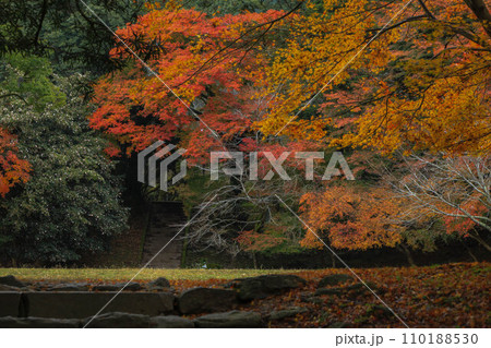 秋月の紅葉 秋月の紅葉 110188530