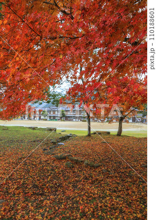 秋月の紅葉 秋月の紅葉 110188601