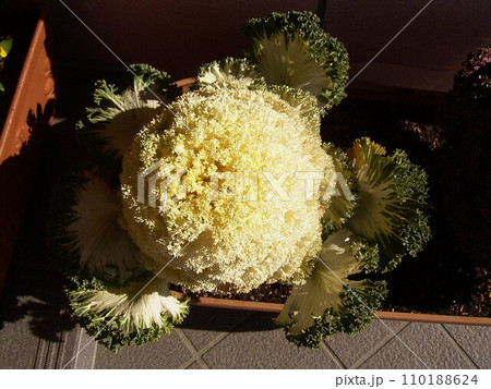 名古屋で開発された花キャベツ 縮緬伯爵 ホワイト葉牡丹 名古屋で開発された花キャベツ 縮緬伯爵 ホワイト葉牡丹 110188624