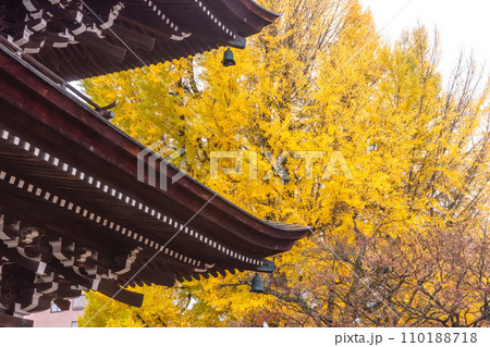 231121飛騨国分寺z007 231121飛騨国分寺z007 110188718