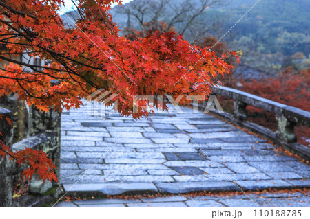 秋月の紅葉 110188785