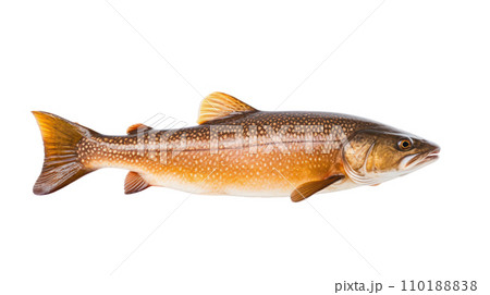 A salmon fish on the transparent background A salmon fish on the transparent background 110188838