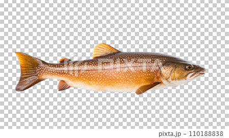 A salmon fish on the transparent background A salmon fish on the transparent background 110188838