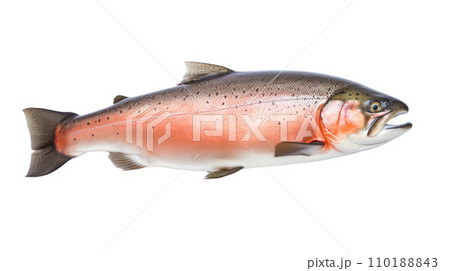 A salmon fish on the transparent background 110188843