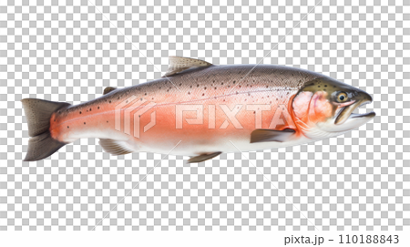 A salmon fish on the transparent background A salmon fish on the transparent background 110188843
