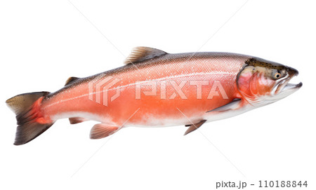 A salmon fish on the transparent background 110188844