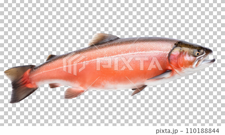 A salmon fish on the transparent background 110188844